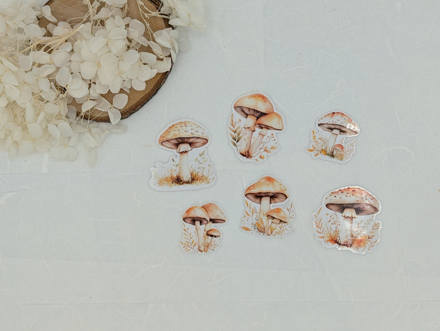 Pilz Sticker transparent, Wad Sticker Journal, Botanik Sticker Pilze, Pilzmotive, Fliegenpilz Sticker, Sticker für Kalender und Planer
