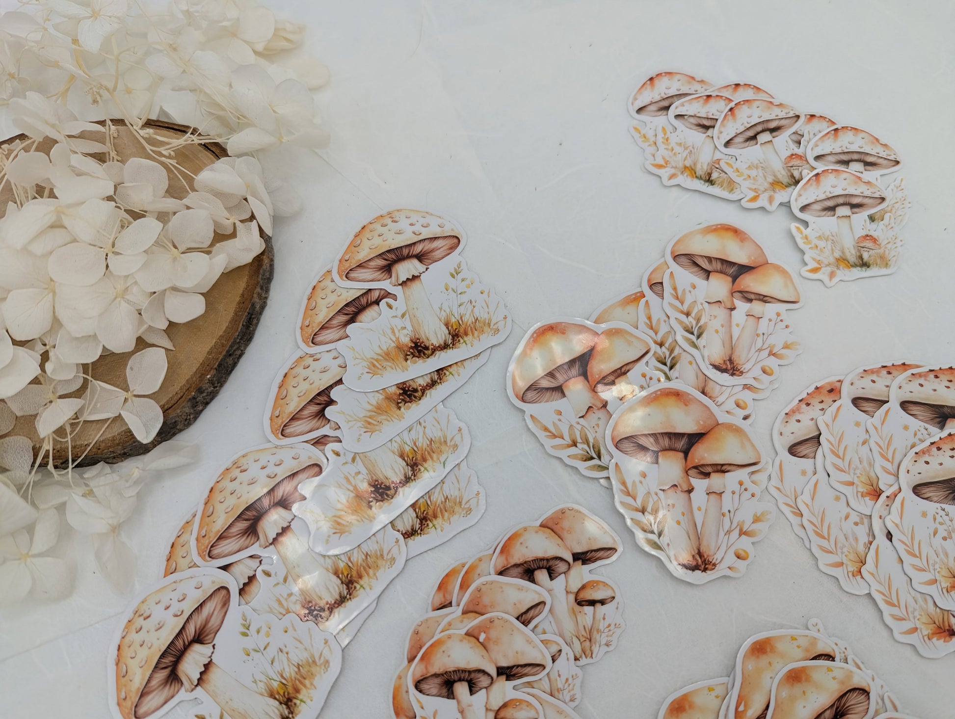 Pilz Sticker transparent, Wad Sticker Journal, Botanik Sticker Pilze, Pilzmotive, Fliegenpilz Sticker, Sticker für Kalender und Planer