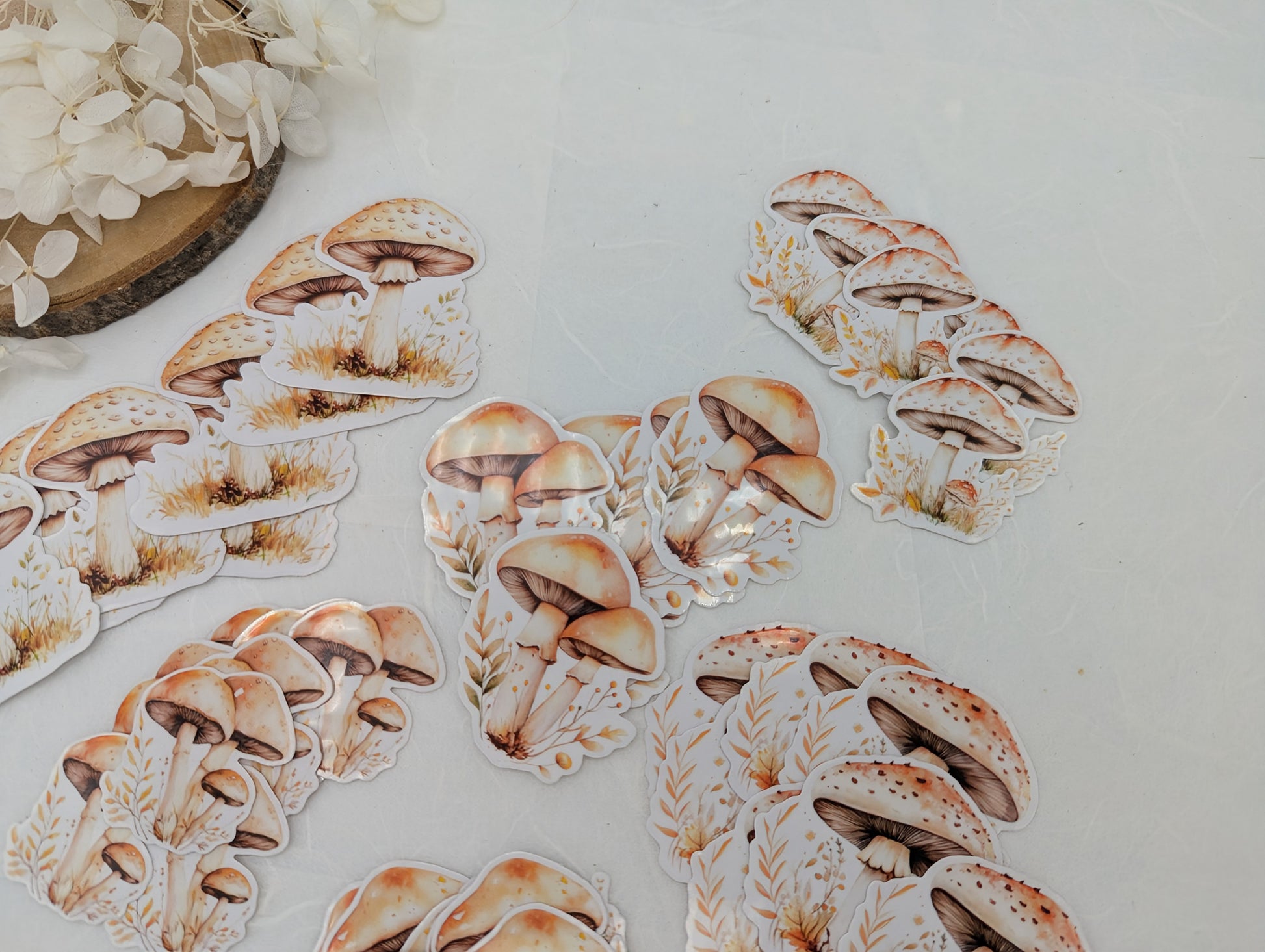 Pilz Sticker transparent, Wad Sticker Journal, Botanik Sticker Pilze, Pilzmotive, Fliegenpilz Sticker, Sticker für Kalender und Planer
